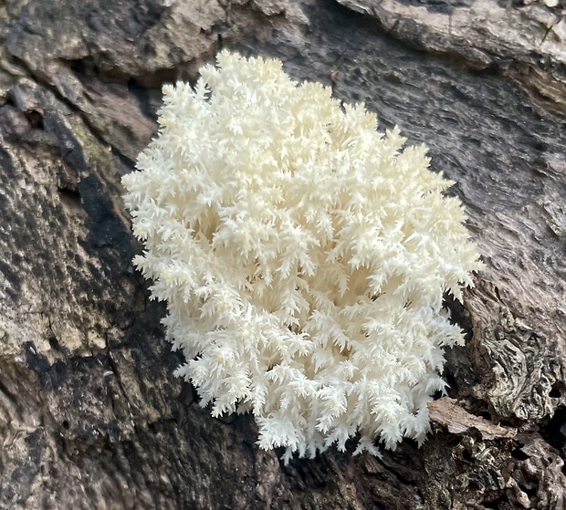 koralovec bukový Hericium coralloides (Scop.) Pers.