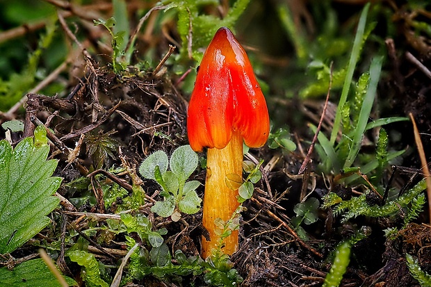 lúčnica kužeľovitá Hygrocybe conica (Schaeff.) P. Kumm.