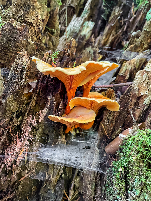 líška oranžová Hygrophoropsis aurantiaca (Wulfen) Maire