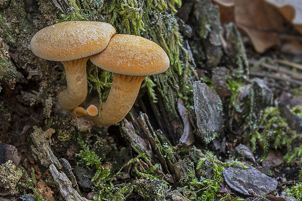 líška oranžová Hygrophoropsis aurantiaca (Wulfen) Maire