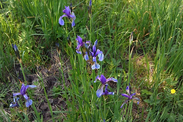 kosatec sibírsky Iris sibirica L.