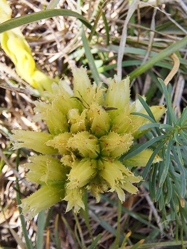 skalničník guľkovitý Jovibarba globifera (L.) J. Parn.