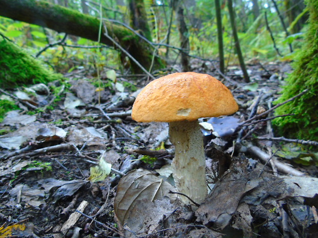 kozák osikový Leccinum albostipitatum den Bakker & Noordel.