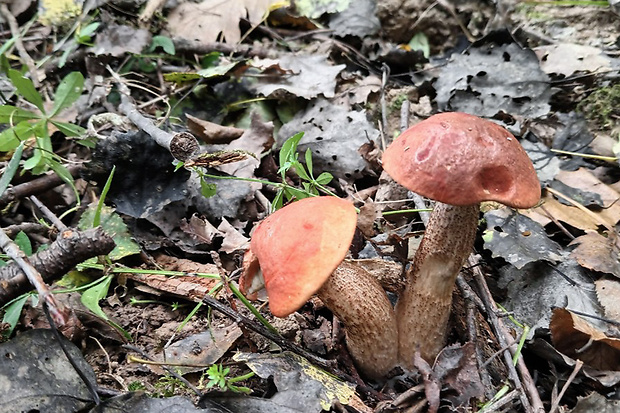 kozák osikový Leccinum albostipitatum den Bakker & Noordel.