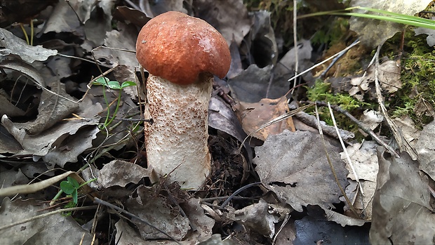 kozák dubový Leccinum aurantiacum (Bull.) Gray