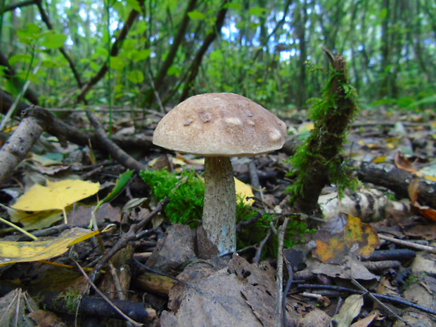 kozák topoľový Leccinum duriusculum (Schulzer ex Kalchbr.) Singer