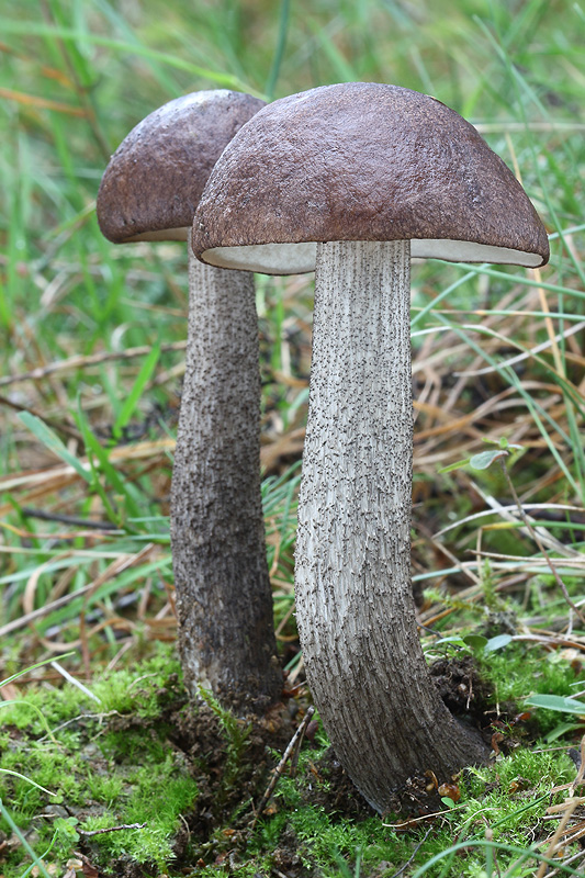 kozák brezový Leccinum scabrum (Bull.) Gray