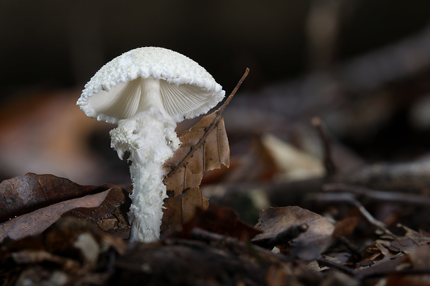 bedlička vlnatá Lepiota clypeolaria (Bull.) P. Kumm.