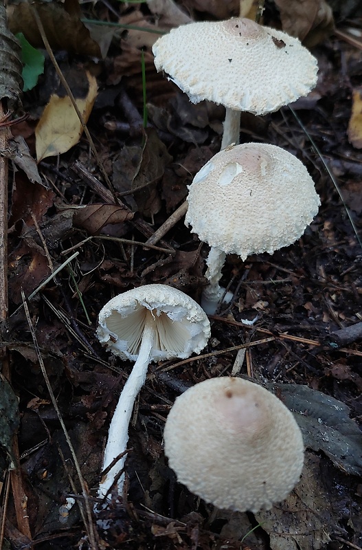 bedlička Lepiota sp.