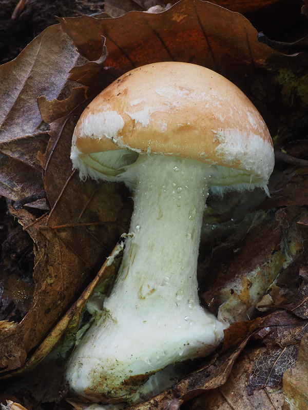 bielopavučinovec hľuznatý Leucocortinarius bulbiger (Alb. & Schwein.) Singer