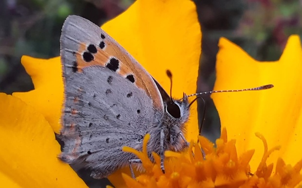 ohniváčik veľký Lycaena dispar