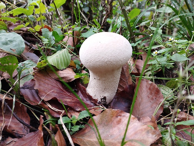 rozpadavec stopkatý Lycoperdon excipuliforme (Scop.) Pers.