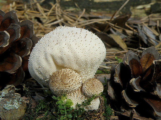 prášnica bradavičnatá Lycoperdon perlatum Pers.