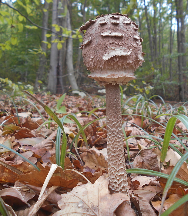 bedľa vysoká Macrolepiota procera (Scop.) Singer