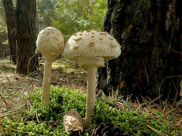 bedľa vysoká Macrolepiota procera (Scop.) Singer