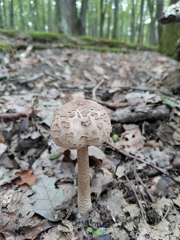 bedľa vysoká Macrolepiota procera (Scop.) Singer