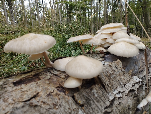 sliznačka obyčajná Mucidula mucida (Schrad.) Pat.