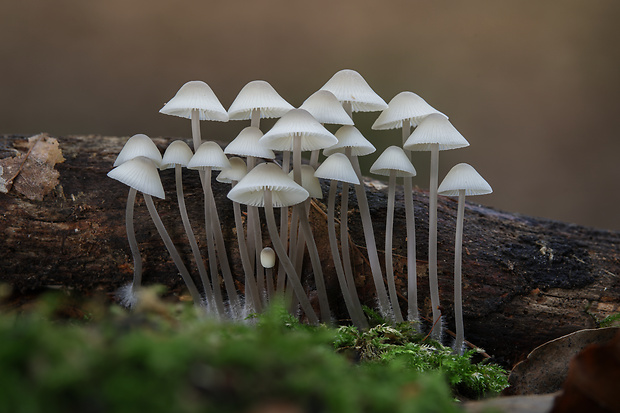 prilbička olivovožltá Mycena arcangeliana Bres.