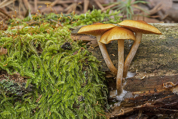 šupinovka Pholiota spumosa (Fr.) Singer