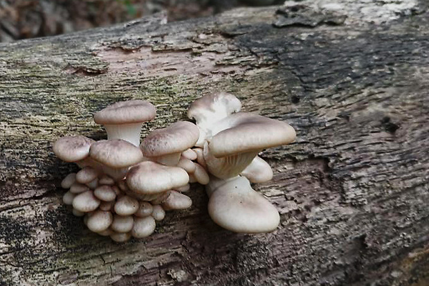 hliva ustricovitá Pleurotus ostreatus (Jacq.) P. Kumm.