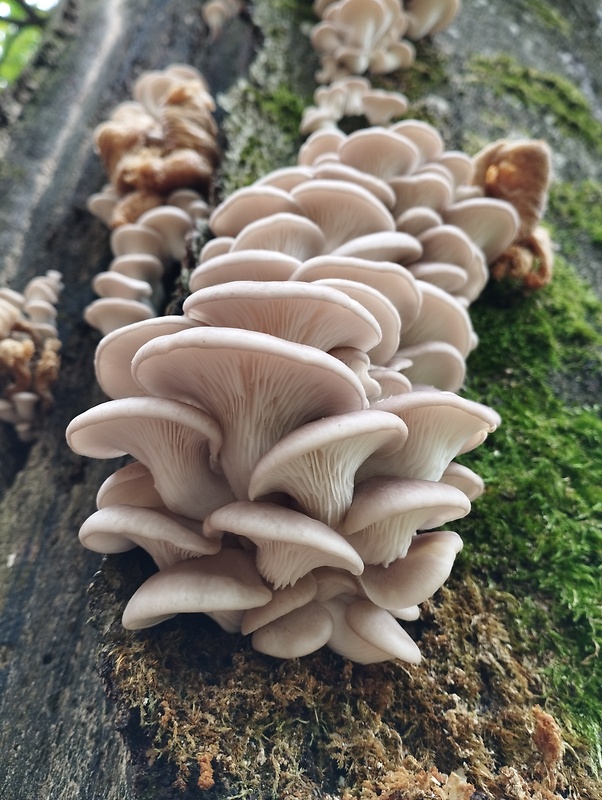 hliva ustricovitá Pleurotus ostreatus (Jacq.) P. Kumm.