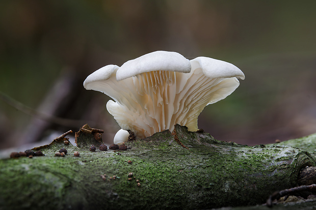 hliva buková Pleurotus pulmonarius (Fr.) Quél.