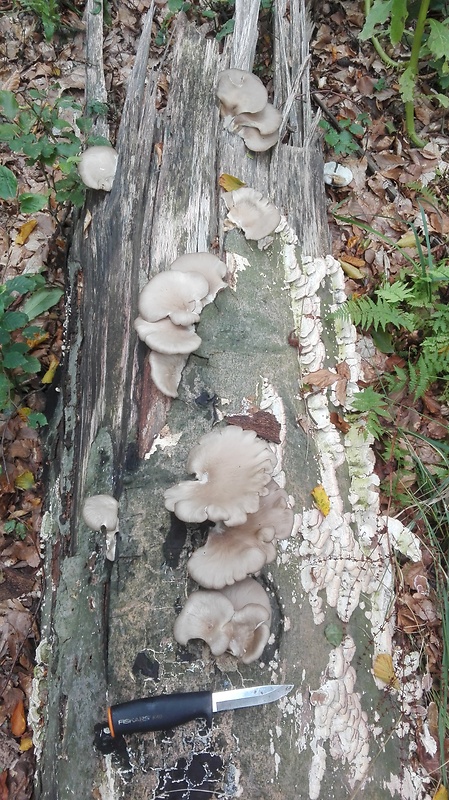 hliva buková Pleurotus pulmonarius (Fr.) Quél.