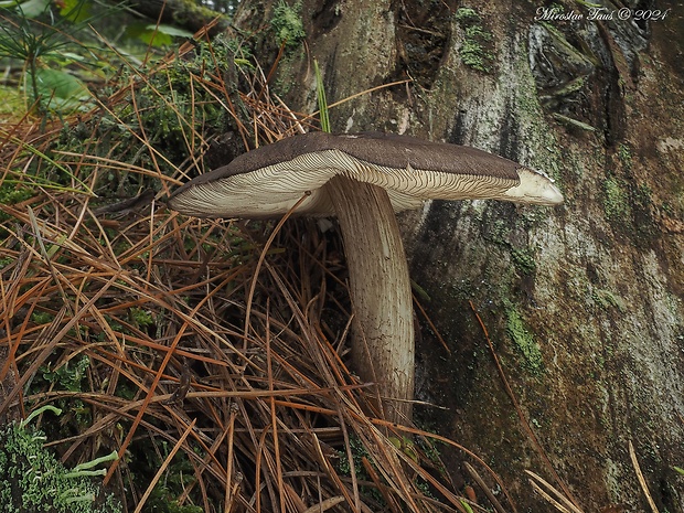 štítovka čiernolupeňová Pluteus atromarginatus (Konrad) Kühner