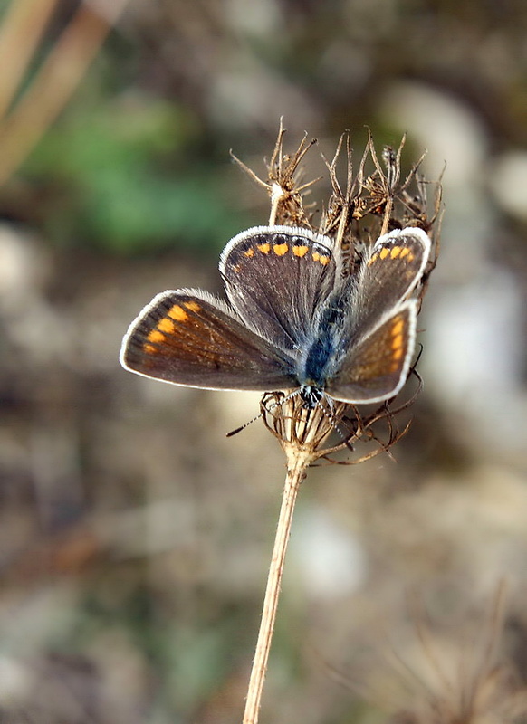 modráčik obyčajný-samička Polyommatus icarus