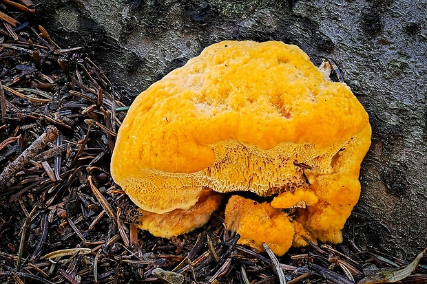 oranžovec vláknitý Pycnoporellus fulgens (Fr.) Donk