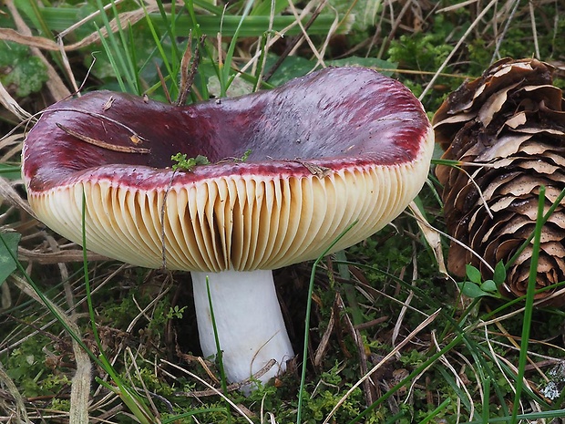 plávka obyčajná Russula integra (L.) Fr.