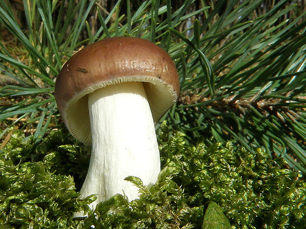 plávka Russula sp.