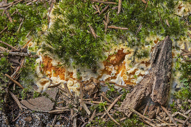 drevokaz lesný Serpula himantioides (Fr.) P. Karst.