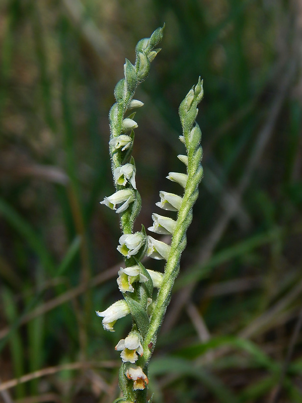 pokrut jesenný Spiranthes spiralis (L.) Chevall.