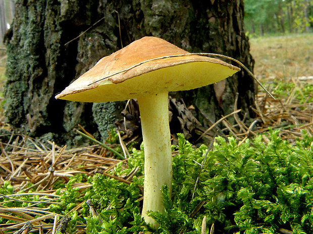 masliak zrnitý Suillus granulatus (L.) Roussel