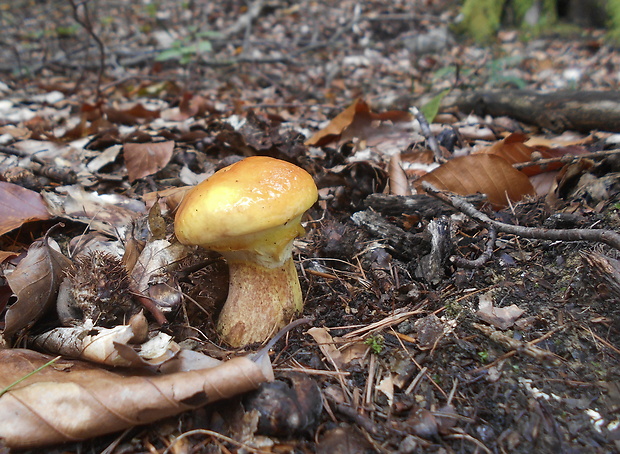 masliak smrekovcový Suillus grevillei (Klotzsch) Singer