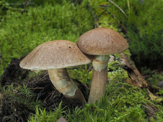 masliak lepkavý Suillus viscidus (L.) Roussel