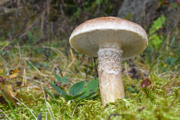 masliak lepkavý Suillus viscidus (L.) Roussel