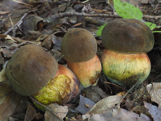 hríb zrnitohlúbikový Sutorius luridiformis (Rostk.) G. Wu & Zhu L. Yang