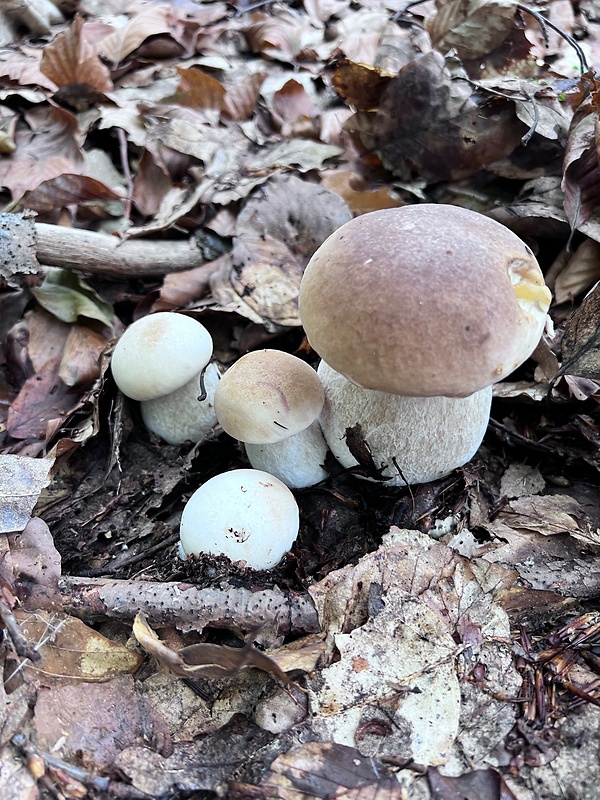 hríb dubový Boletus reticulatus Schaeff.