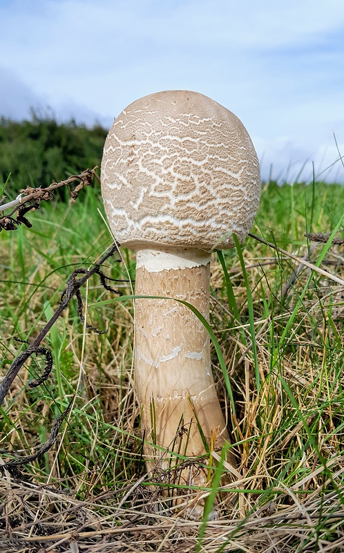 bedľa vysoká Macrolepiota procera (Scop.) Singer