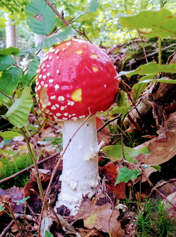 muchotrávka červená Amanita muscaria (L.) Lam.