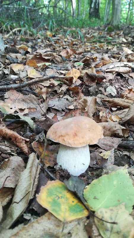 hríb hrabový Boletus carpinaceus Velen.