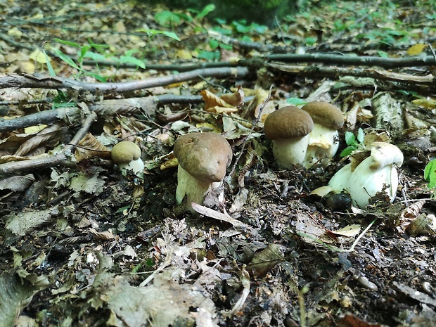 hríb smrekový Boletus edulis Bull.