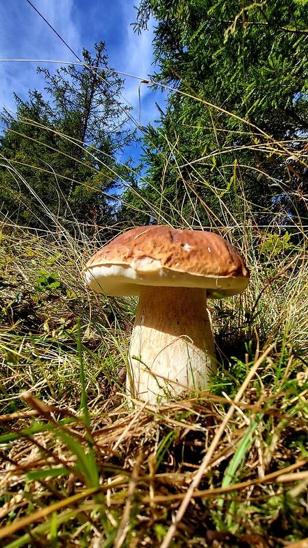 hríb smrekový Boletus edulis Bull.