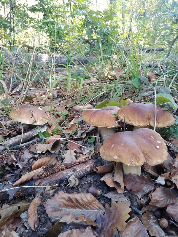 hríb smrekový Boletus edulis Bull.