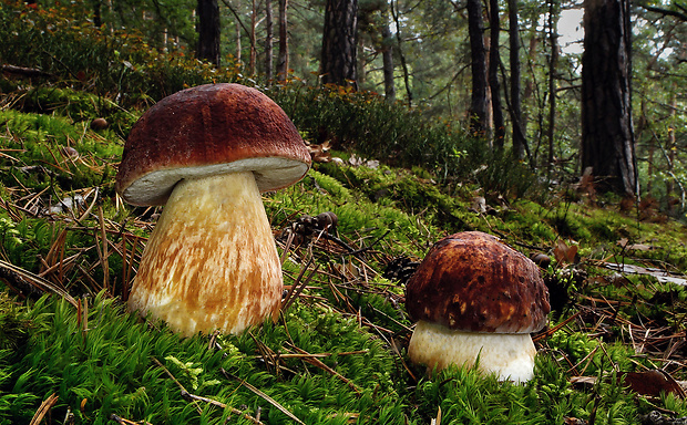 hríb sosnový Boletus pinophilus Pil. et Dermek in Pil.