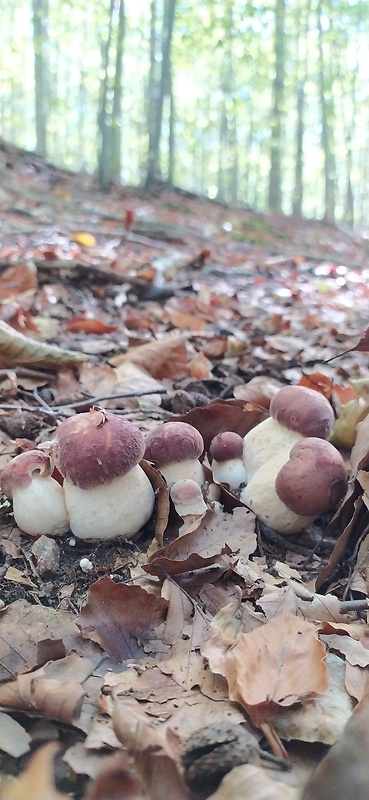 hríb sosnový Boletus pinophilus Pil. et Dermek in Pil.