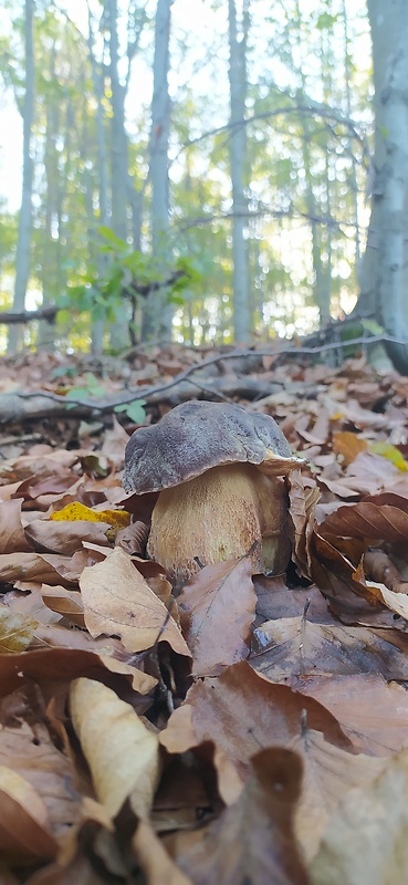 hríb sosnový Boletus pinophilus Pil. et Dermek in Pil.