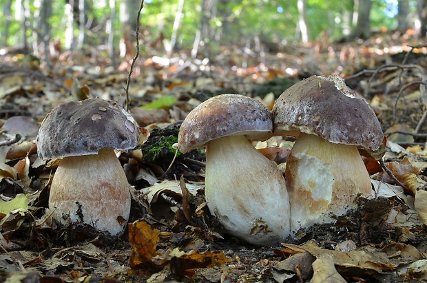 hríb sosnový Boletus pinophilus Pil. et Dermek in Pil.